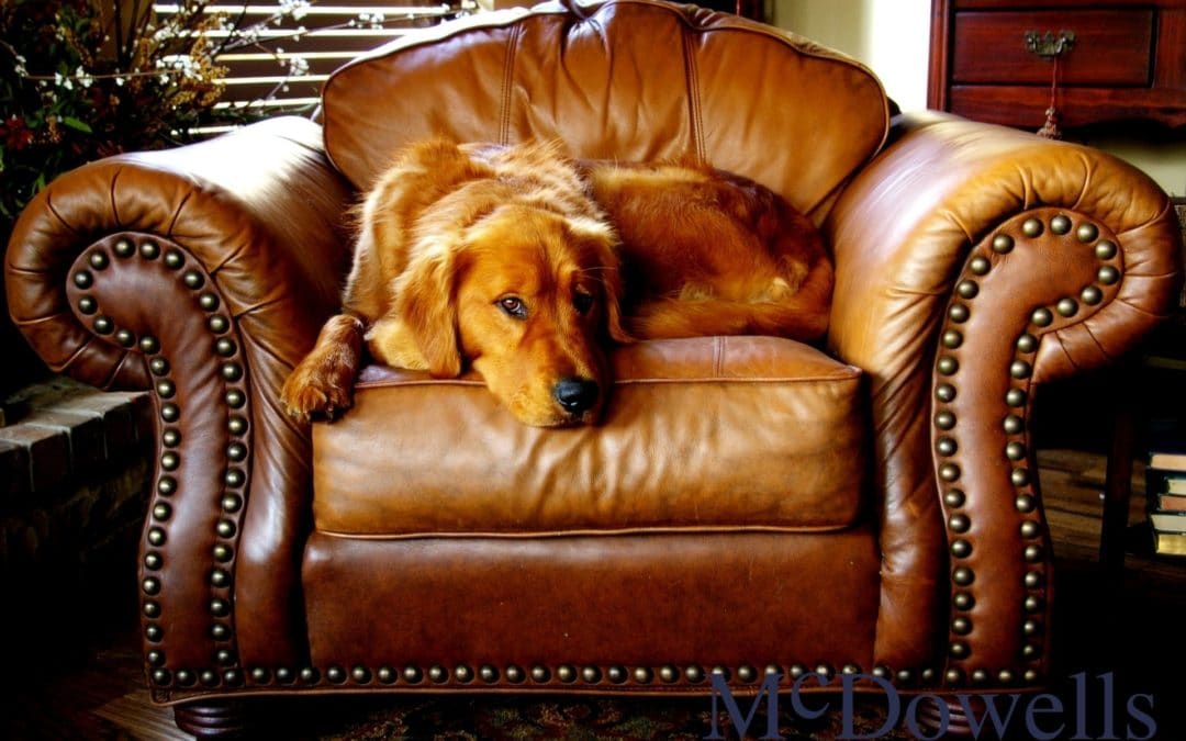 A Golden Retriever snuggles in a large antique leather armchair.